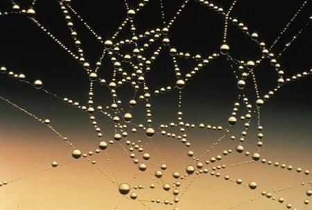 spider_web.jpg